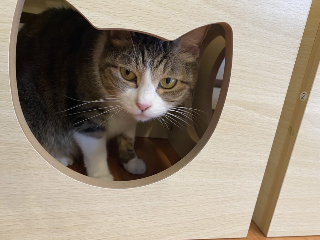 adoptions-sliderの2枚目