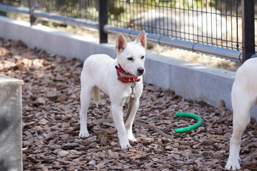 adoptions-sliderの2枚目