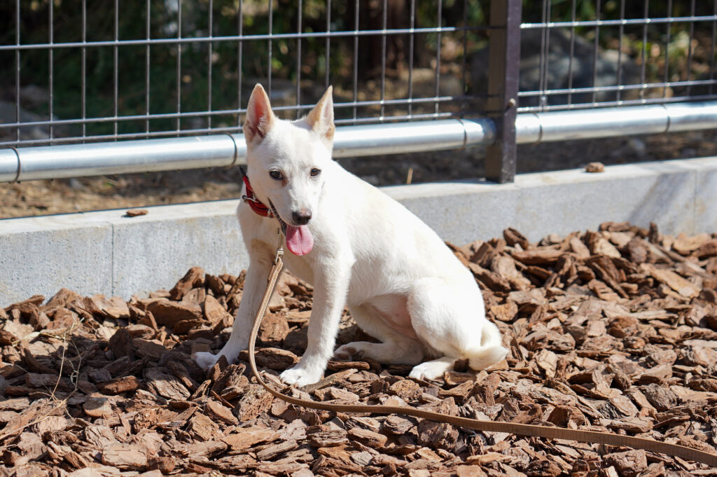 adoptions-sliderの4枚目