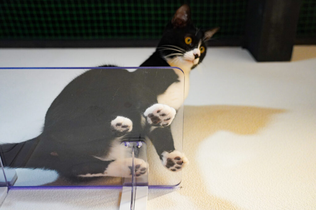 adoptions-sliderの4枚目