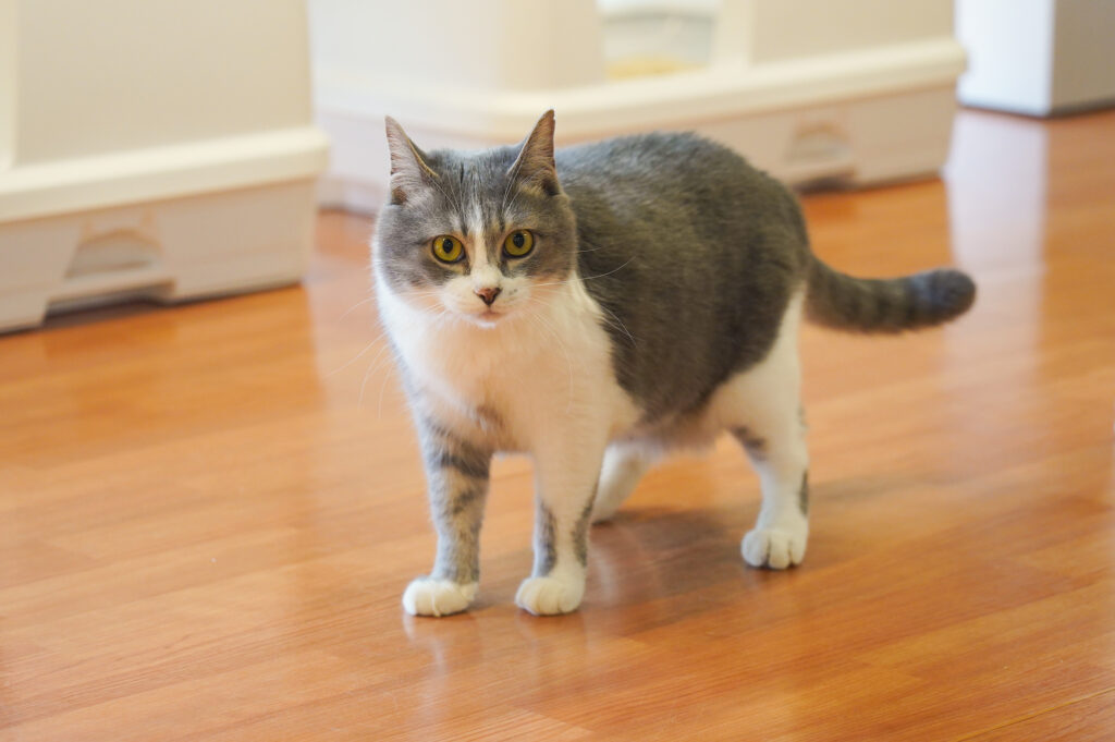 adoptions-sliderの3枚目