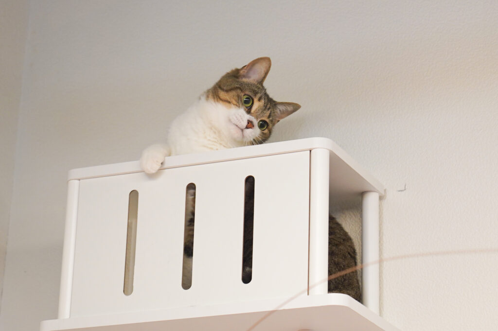 adoptions-sliderの6枚目