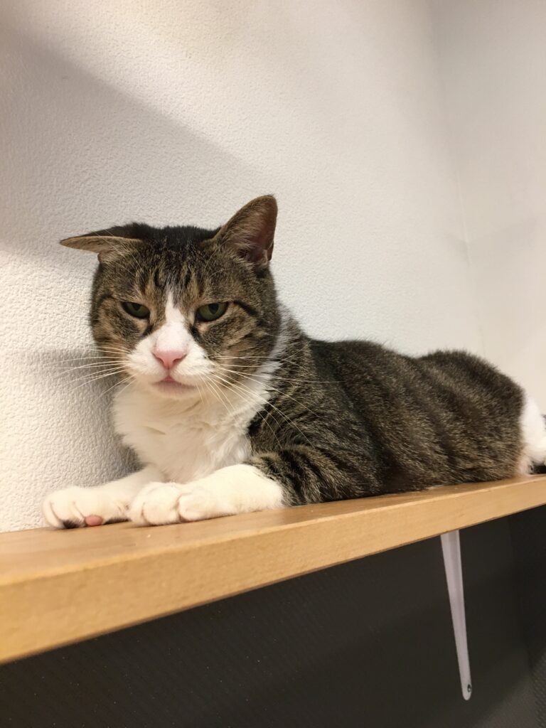 adoptions-sliderの7枚目