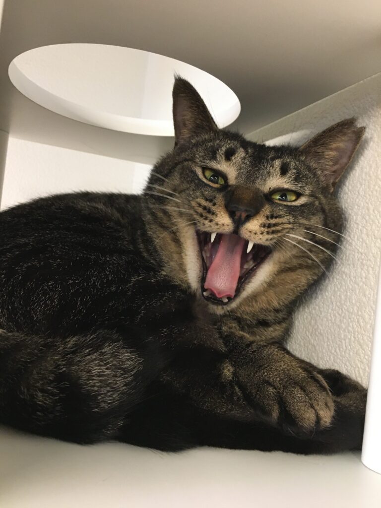 adoptions-sliderの7枚目