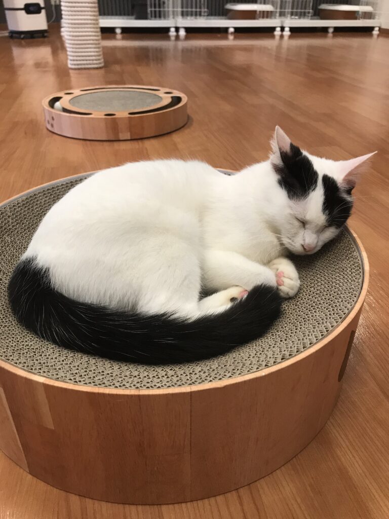 adoptions-sliderの3枚目