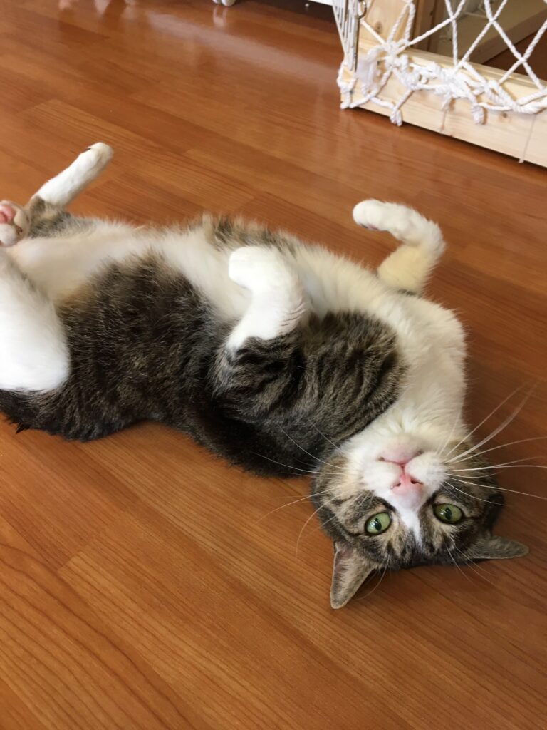 adoptions-sliderの6枚目