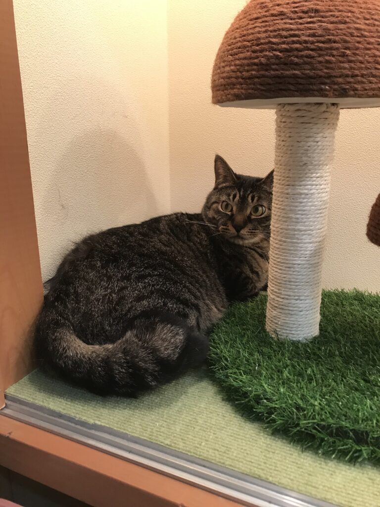 adoptions-sliderの2枚目