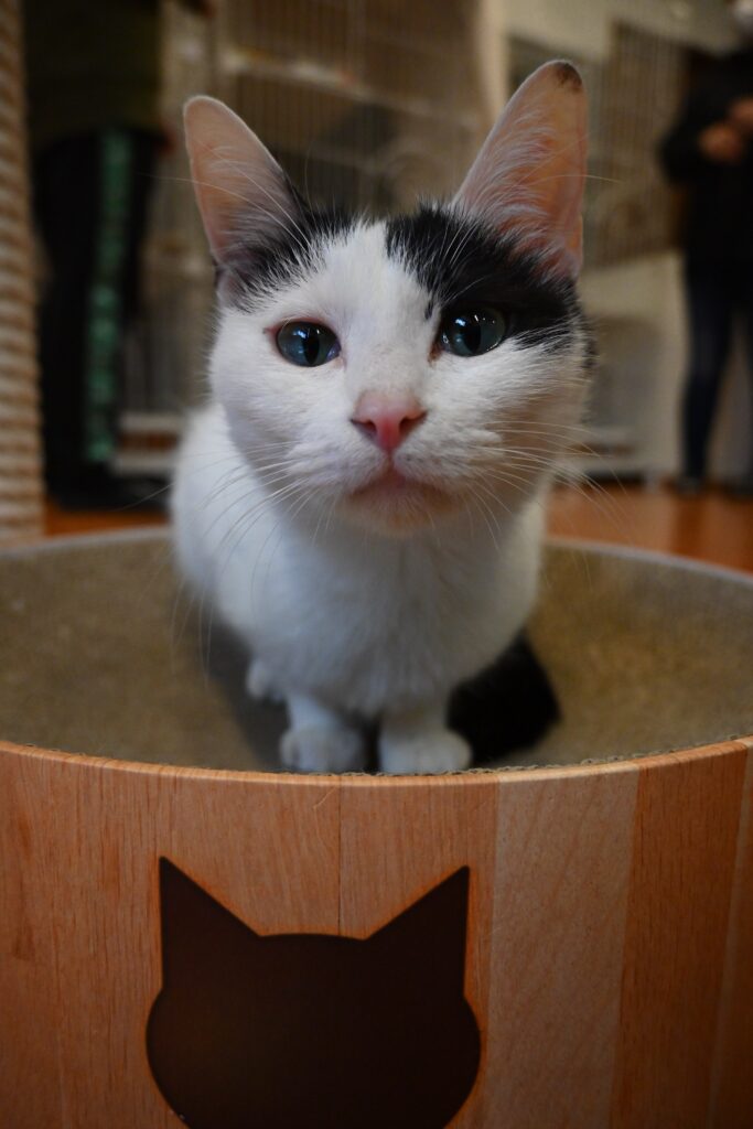 adoptions-sliderの6枚目