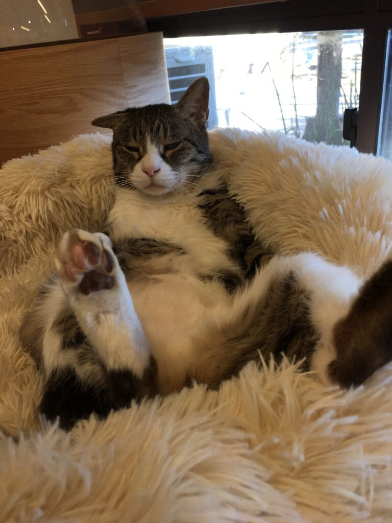 adoptions-sliderの2枚目