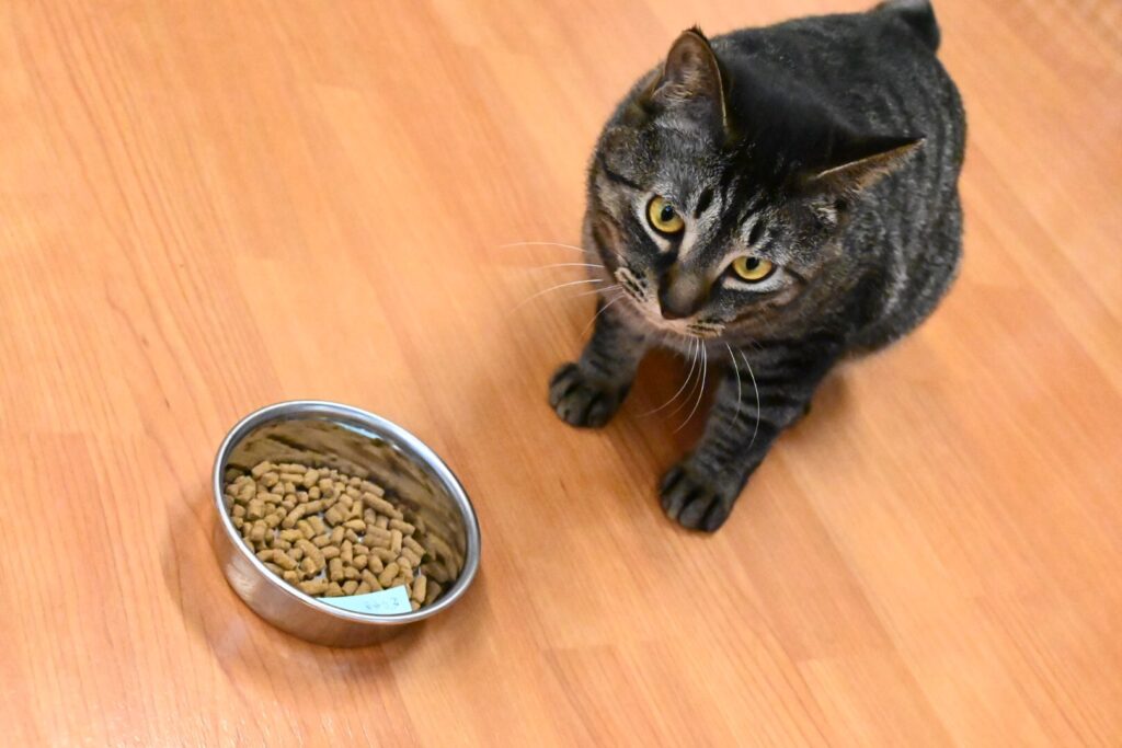 adoptions-sliderの6枚目