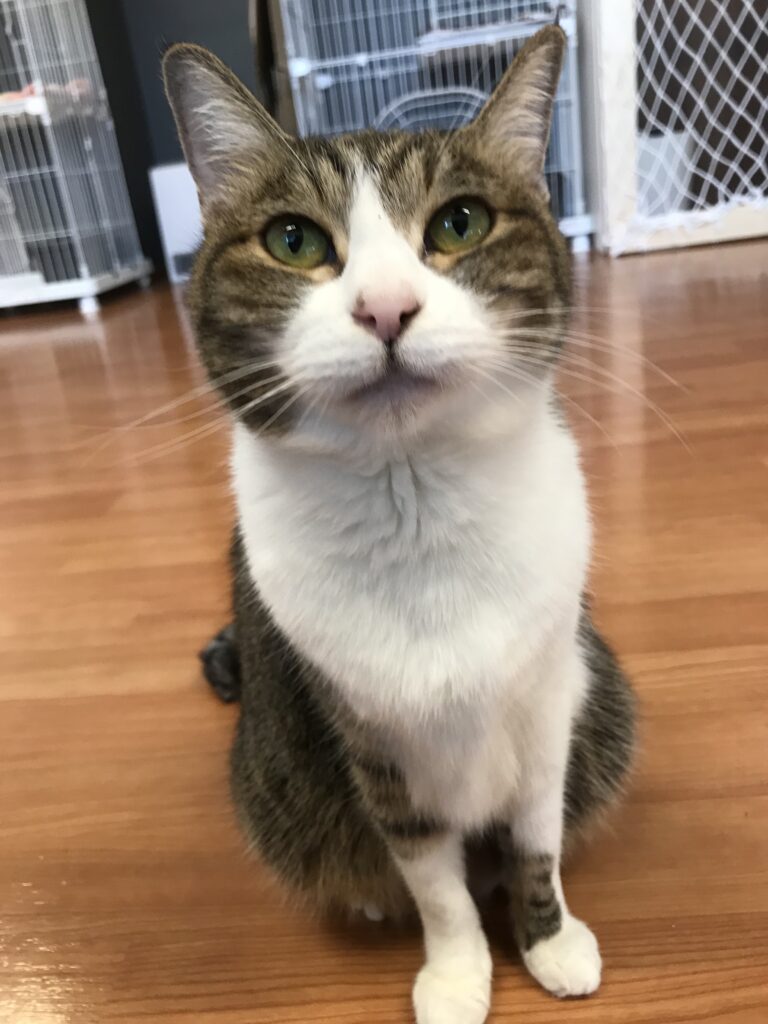 adoptions-sliderの3枚目