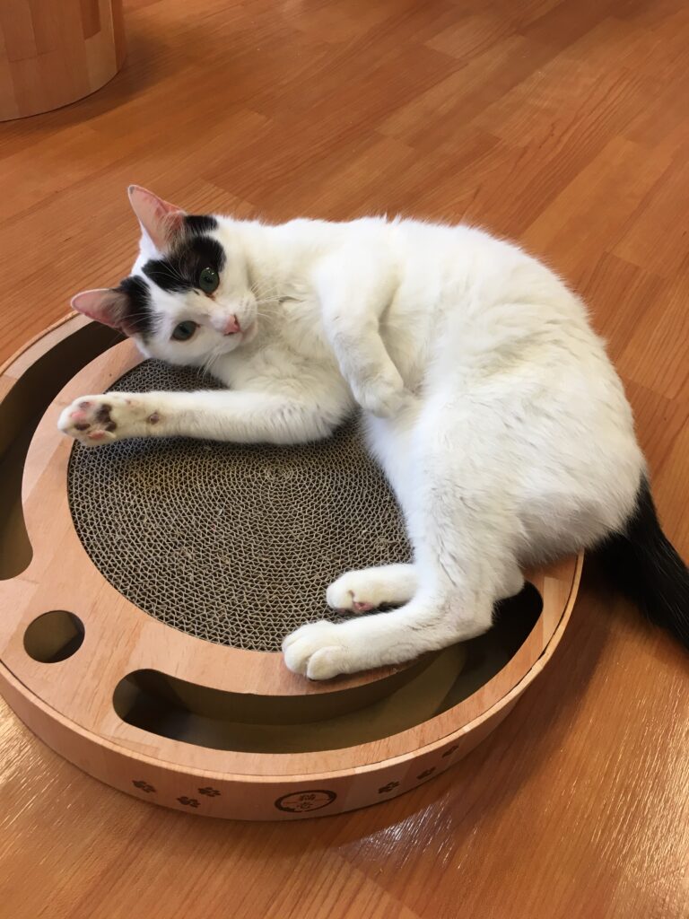 adoptions-sliderの7枚目