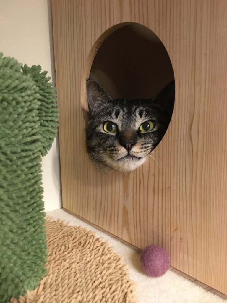 adoptions-sliderの10枚目