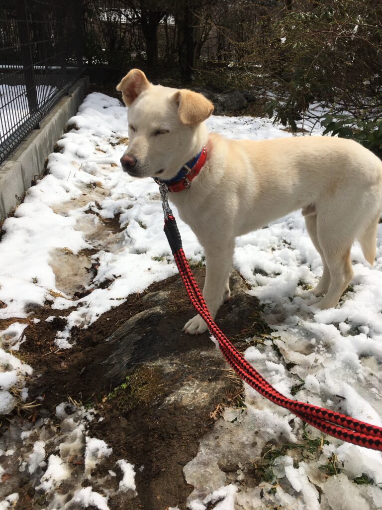 adoptions-sliderの3枚目