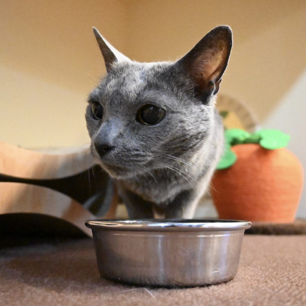 adoptions-sliderの4枚目