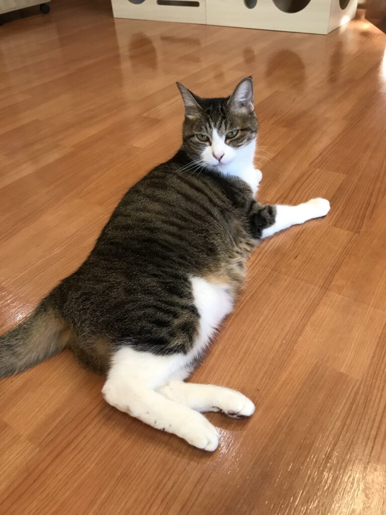 adoptions-sliderの5枚目