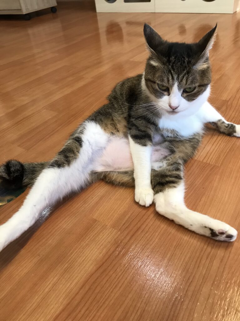 adoptions-sliderの4枚目