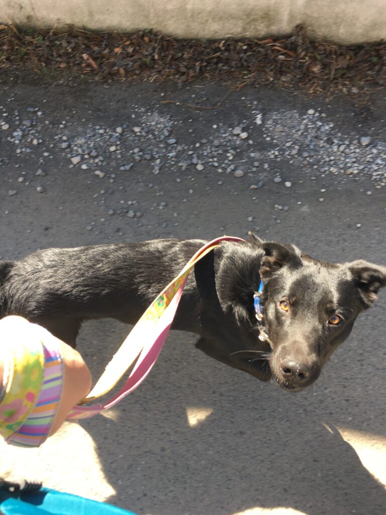 adoptions-sliderの5枚目