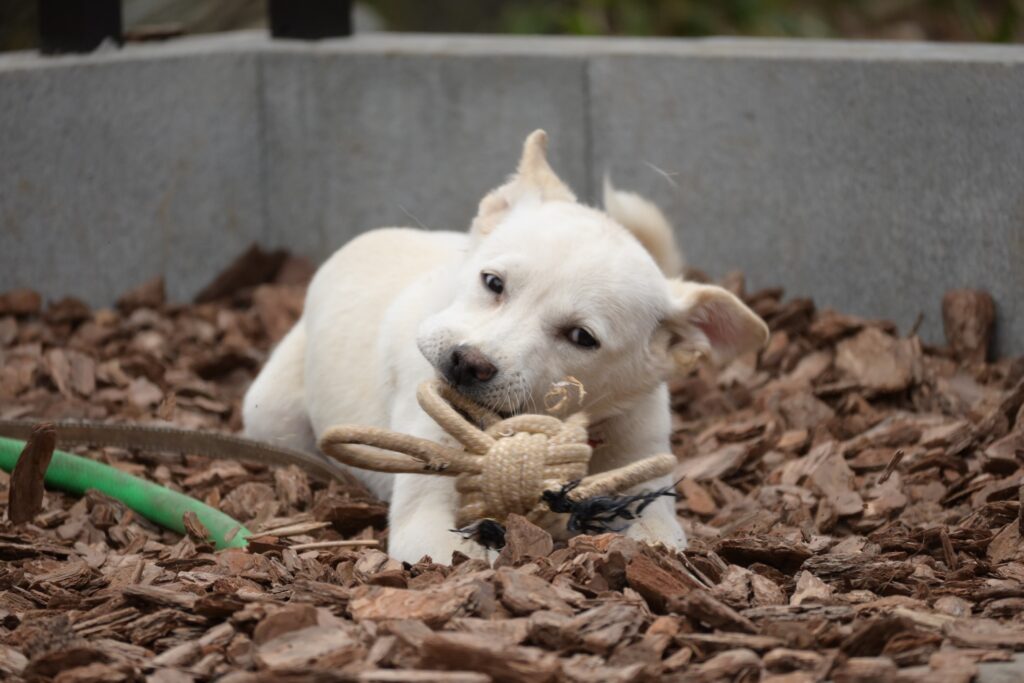 adoptions-sliderの5枚目