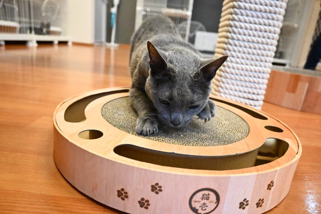 adoptions-sliderの5枚目