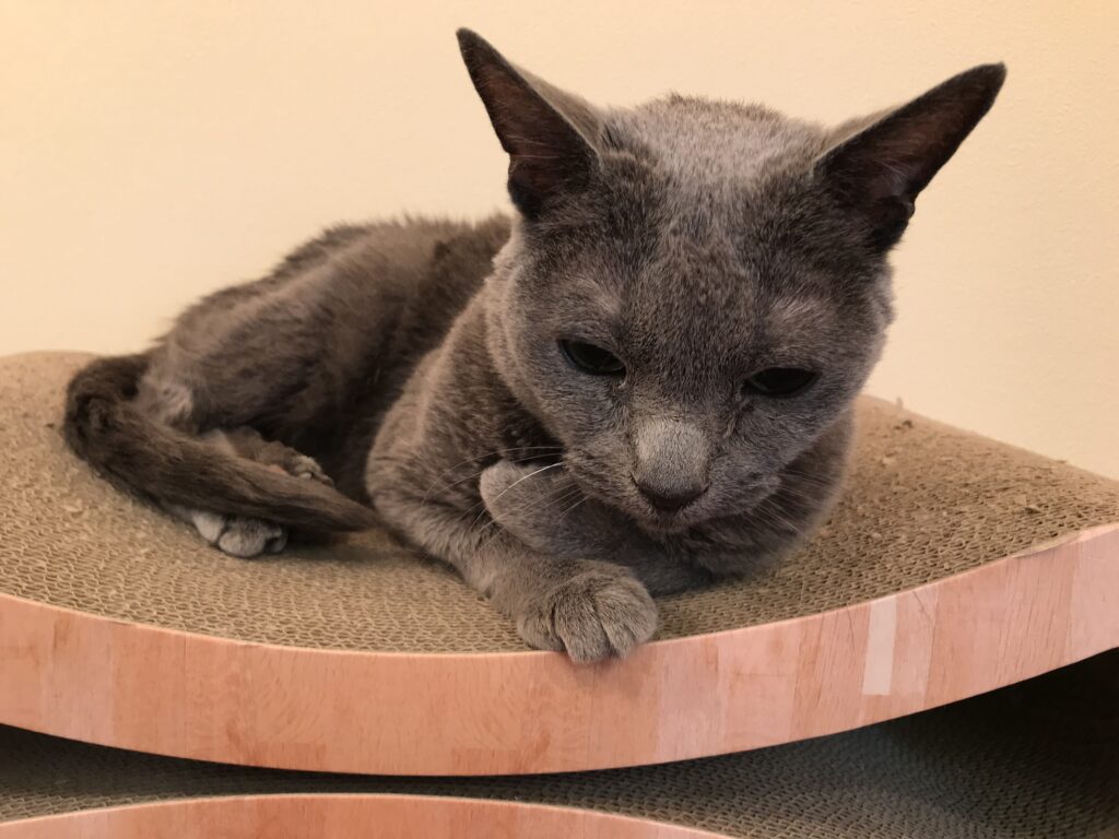 adoptions-sliderの9枚目