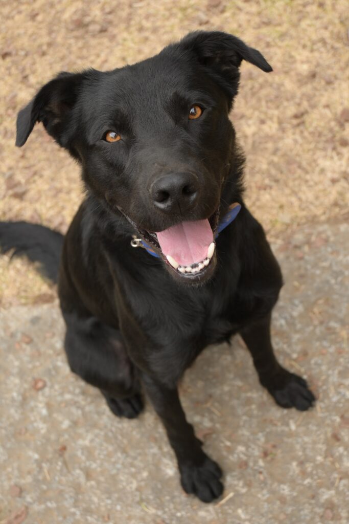 adoptions-sliderの7枚目