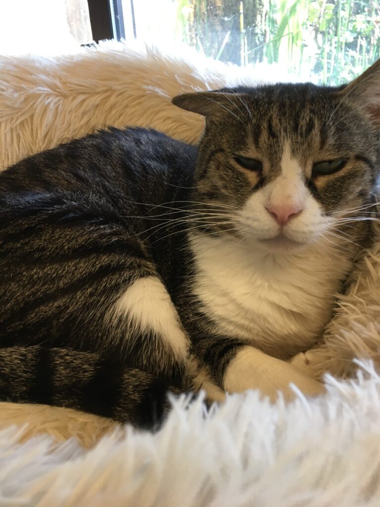 adoptions-sliderの6枚目