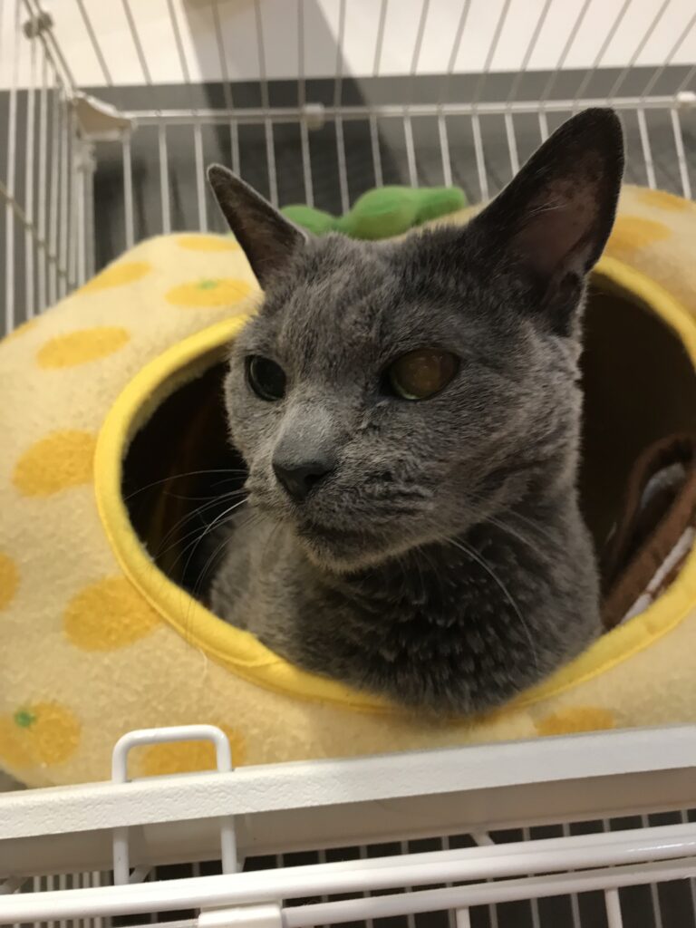 adoptions-sliderの10枚目