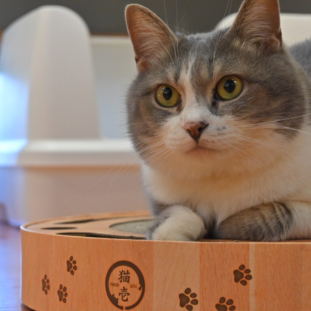 adoptions-sliderの10枚目