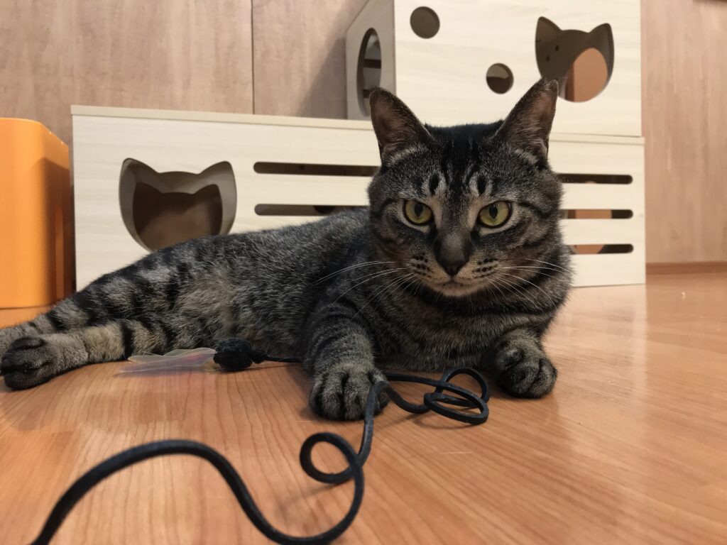 adoptions-sliderの9枚目