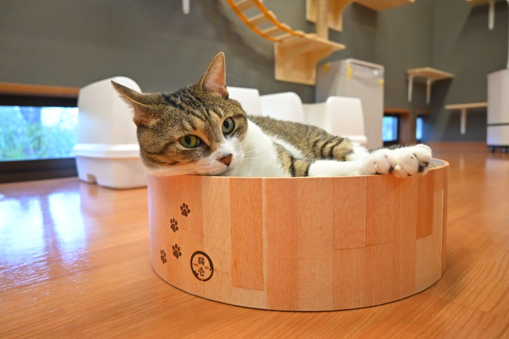 adoptions-sliderの8枚目