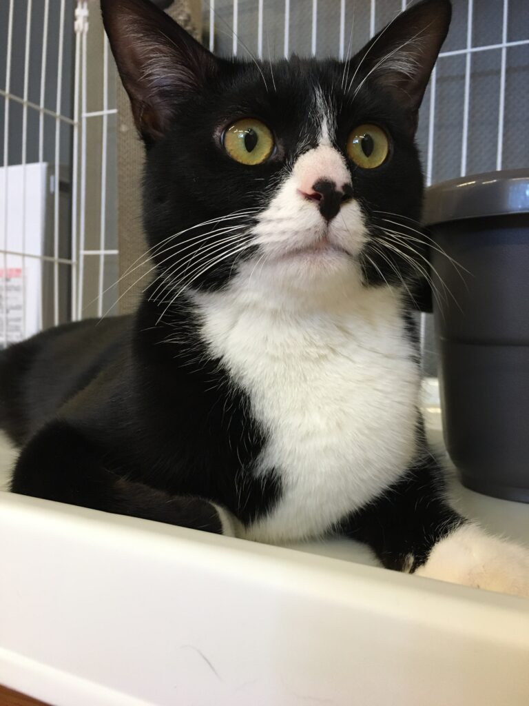 adoptions-sliderの2枚目