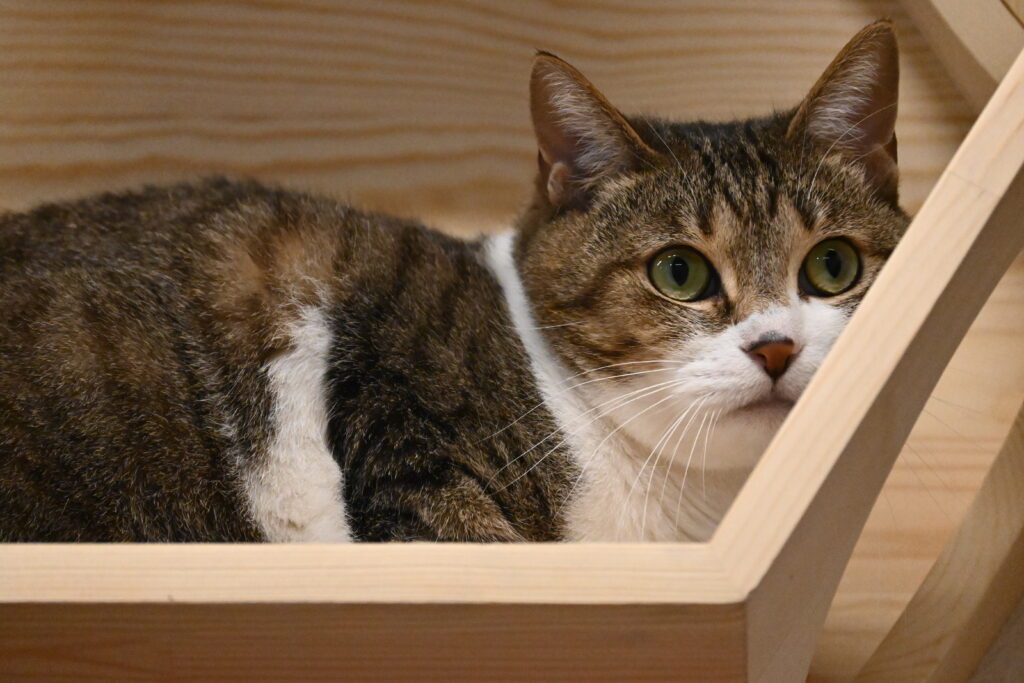 adoptions-sliderの7枚目