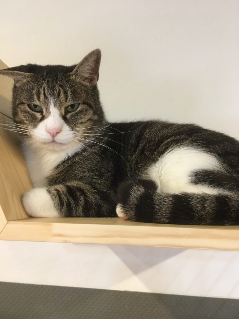 adoptions-sliderの5枚目