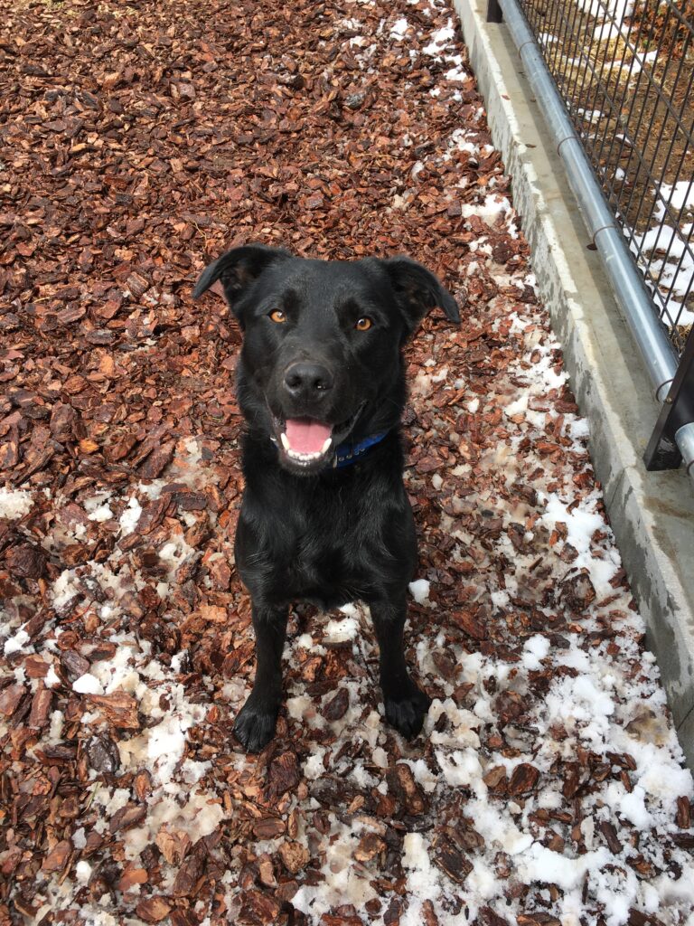 adoptions-sliderの4枚目