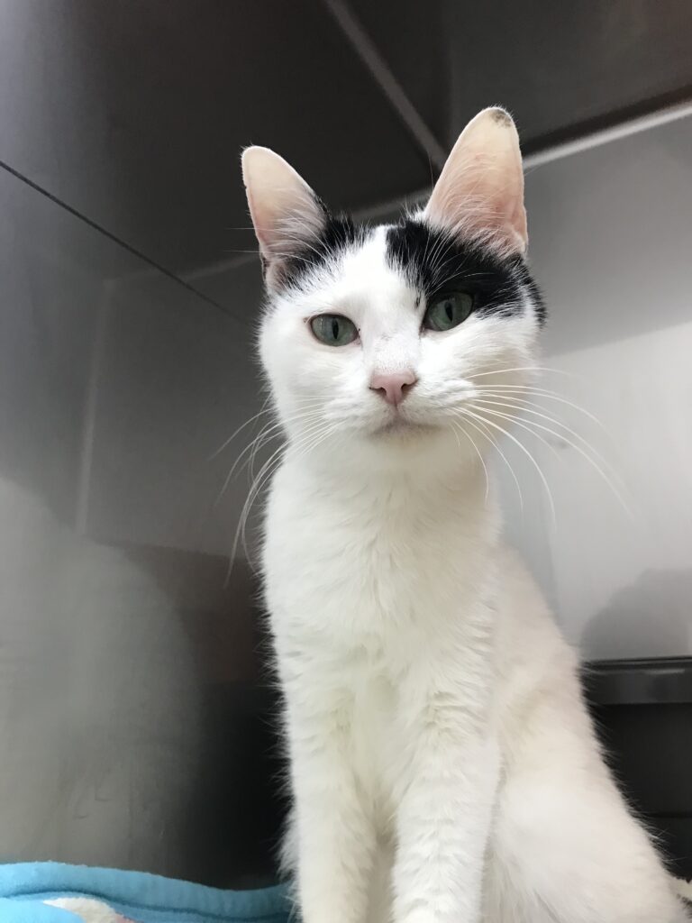 adoptions-sliderの4枚目