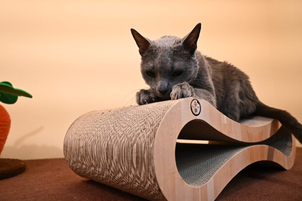 adoptions-sliderの6枚目