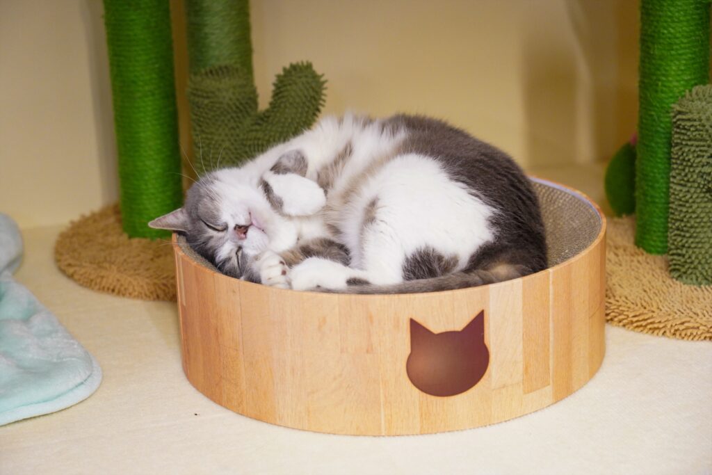 adoptions-sliderの8枚目