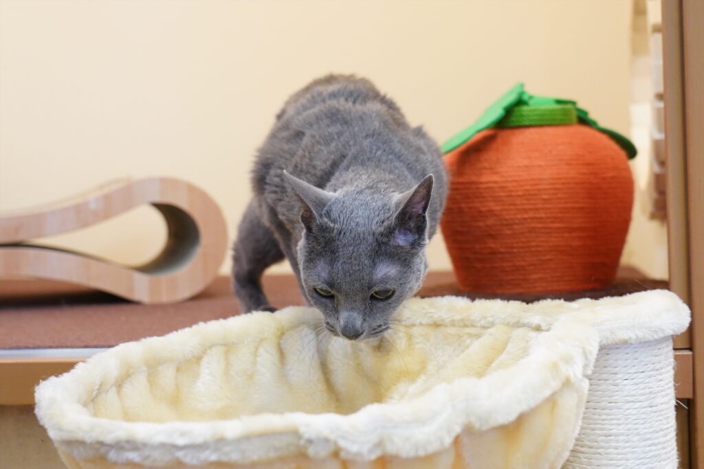 adoptions-sliderの7枚目