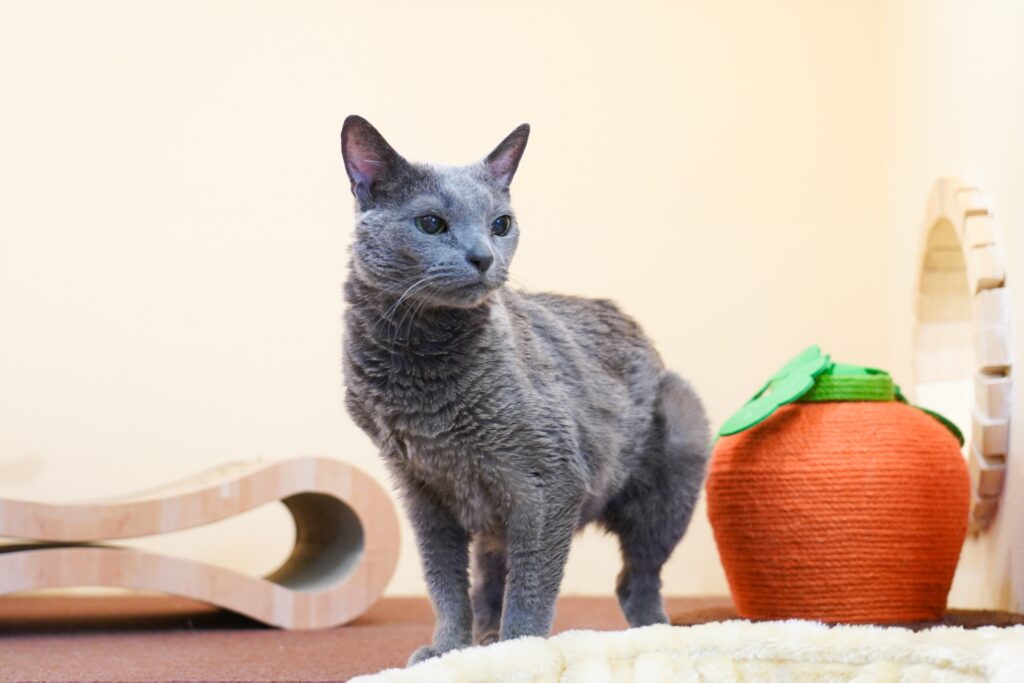 adoptions-sliderの2枚目