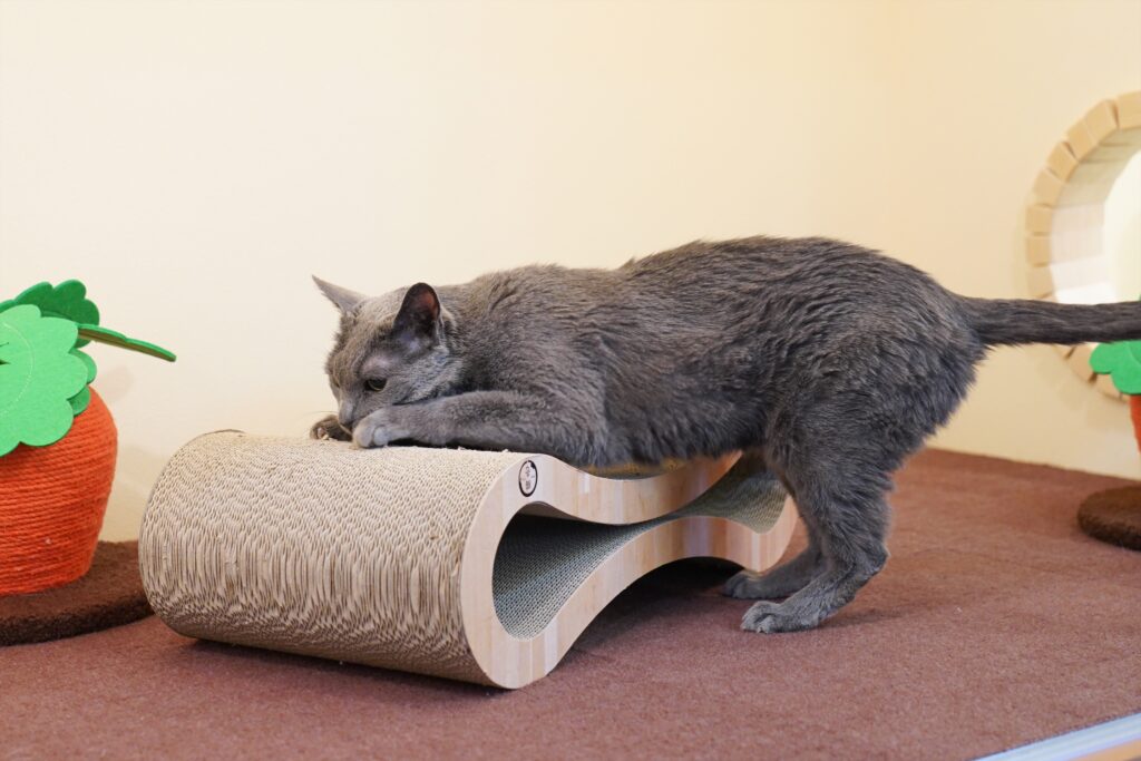 adoptions-sliderの8枚目