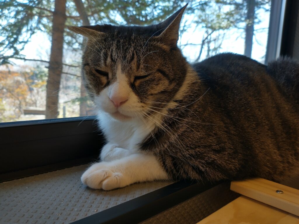 adoptions-sliderの3枚目