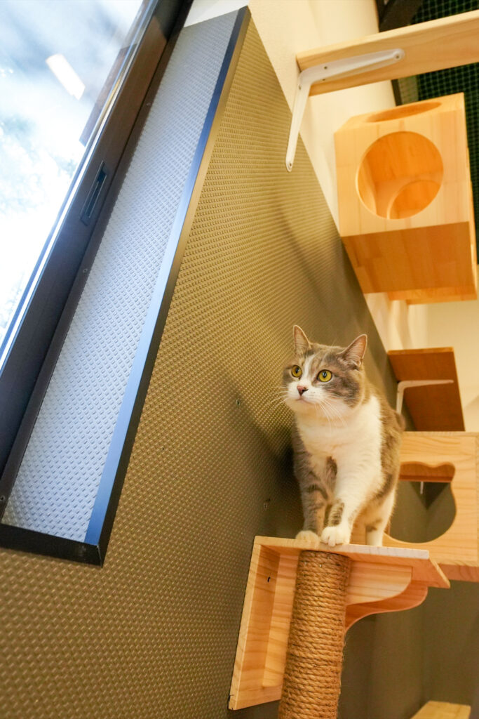 adoptions-sliderの2枚目