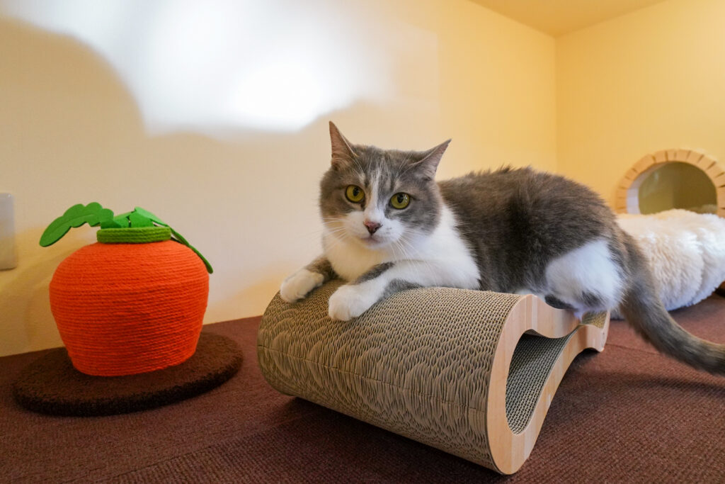 adoptions-sliderの5枚目