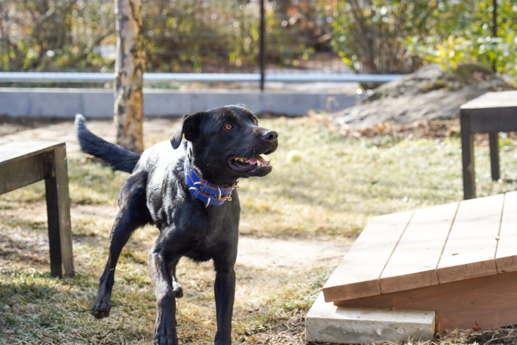 adoptions-sliderの3枚目