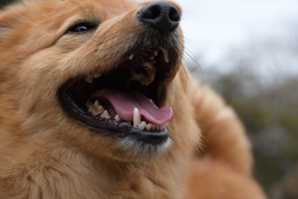 adoptions-sliderの3枚目