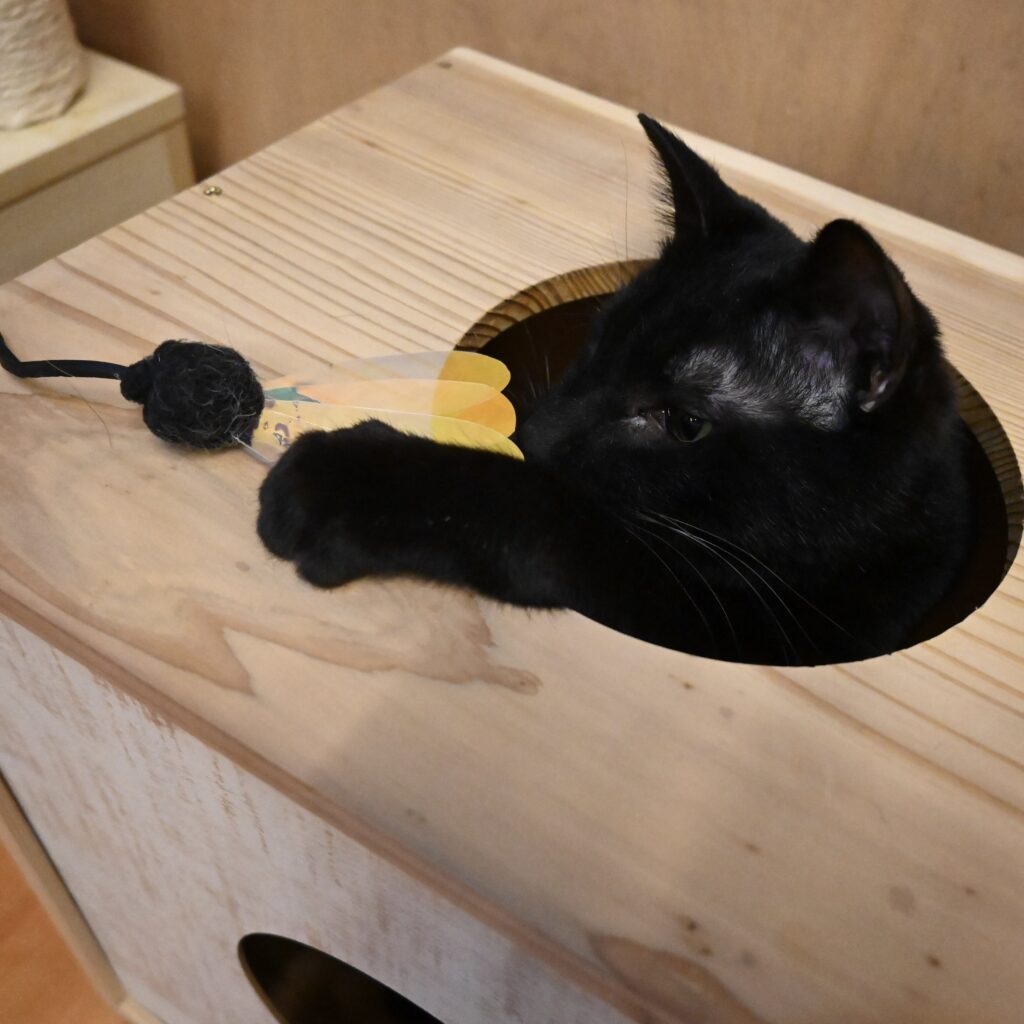 adoptions-sliderの8枚目