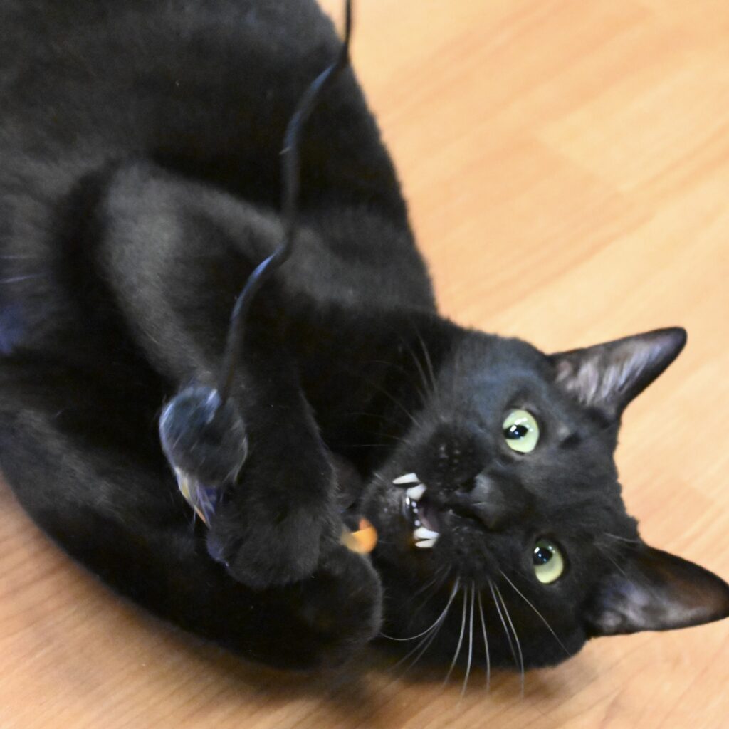 adoptions-sliderの2枚目