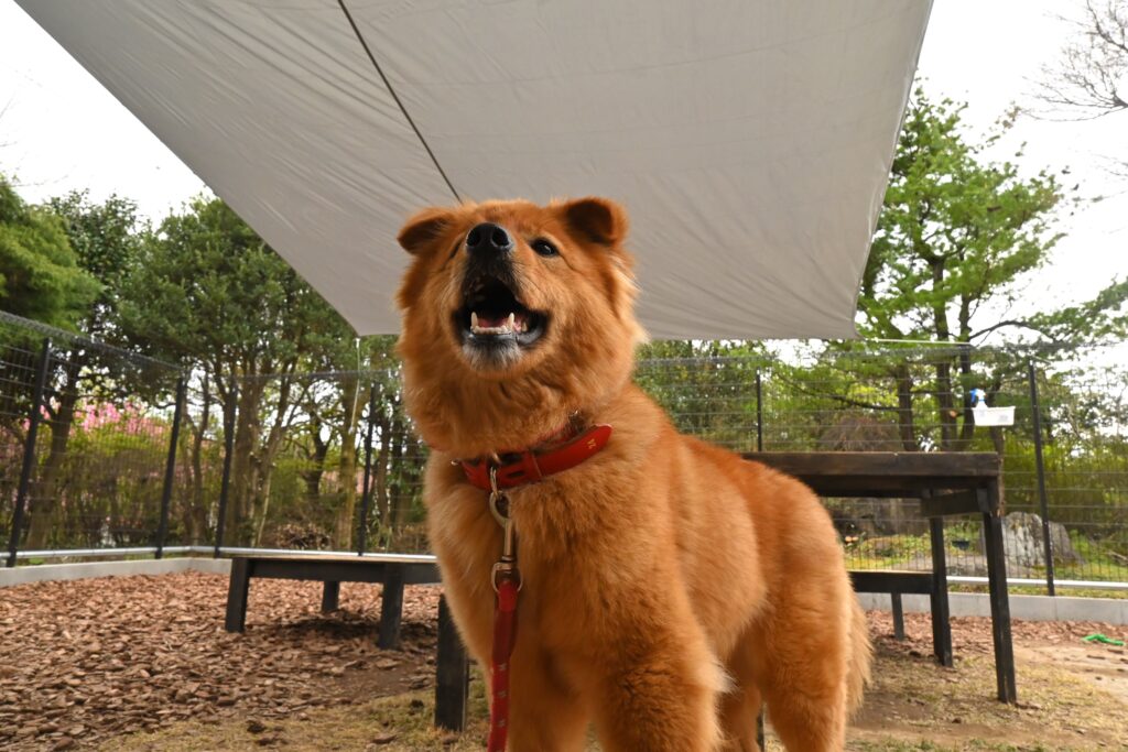 adoptions-sliderの9枚目