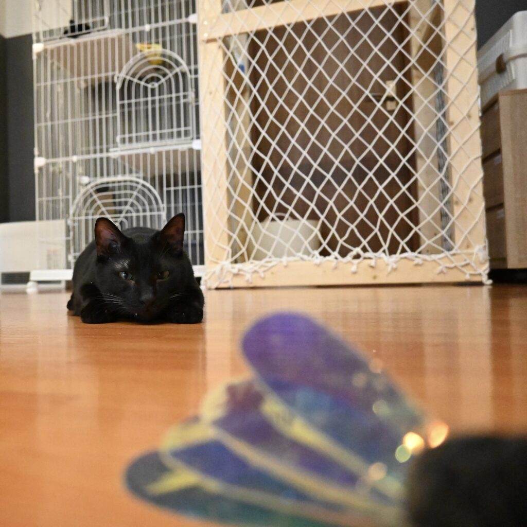 adoptions-sliderの3枚目